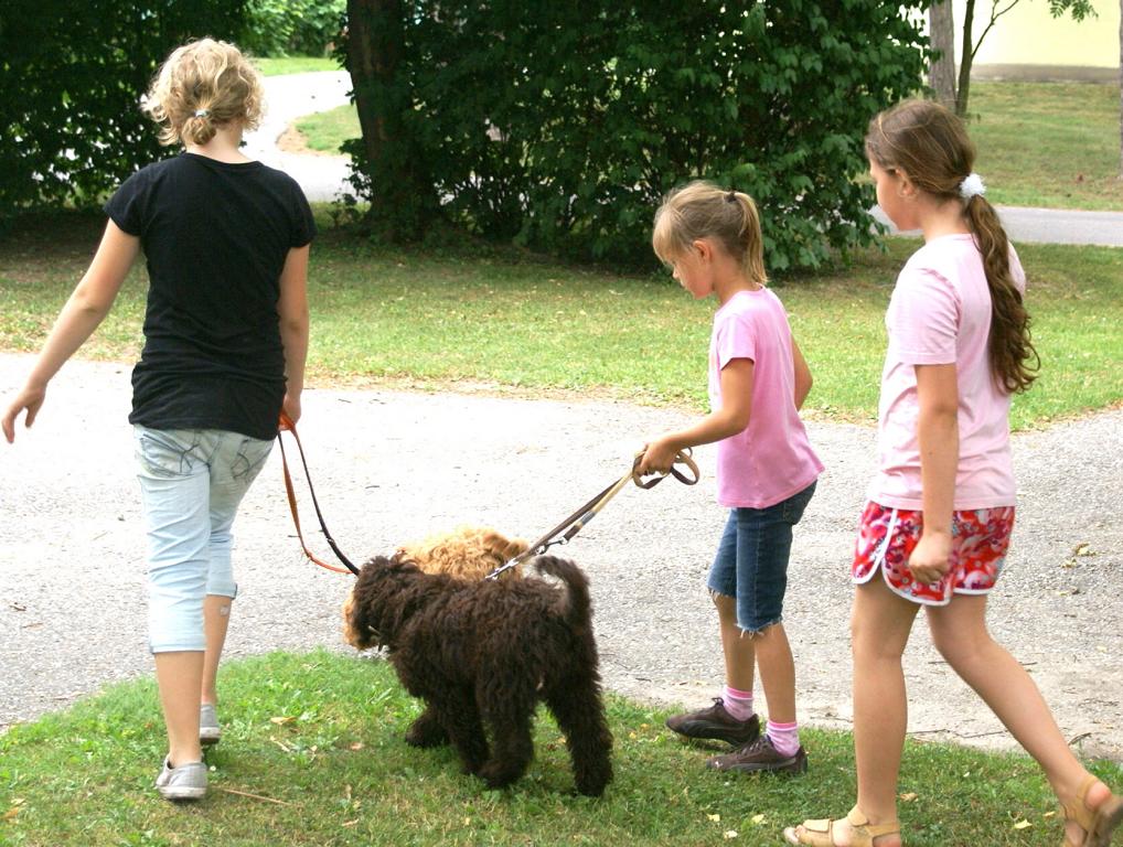 australian labradoodle