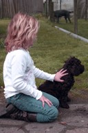 australian labradoodle