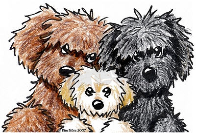 australian labradoodle