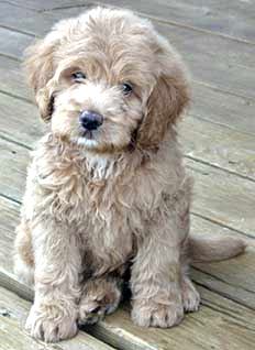 australian labradoodle