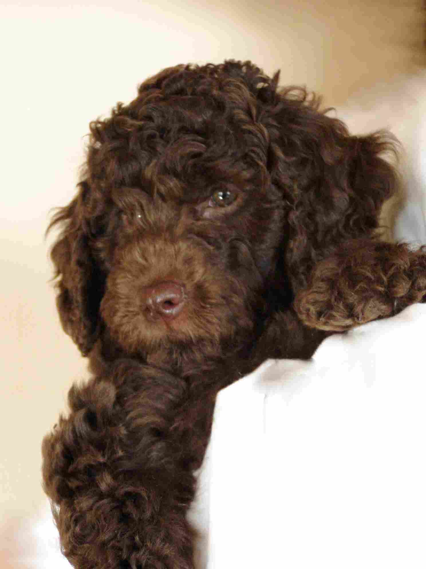 australian labradoodle