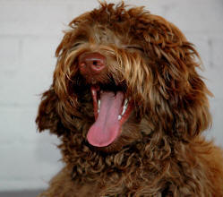 australian labradoodle