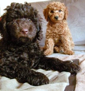 australian labradoodle